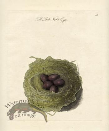 Field Lark Nest Eggs